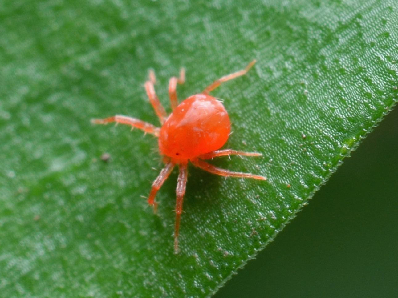 Chiggers Vs Clover Mites Asking List