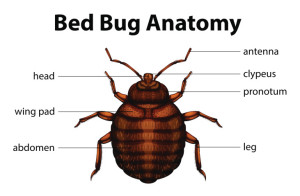 types of bed bugs