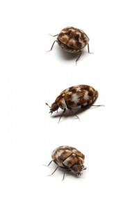 Three carpet beetles, isolated on white