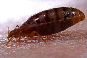 Image of a bedbug