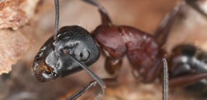 Image of a Carpenter Ant