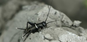 Image of a cricket
