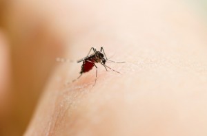 closeup mosquito sucking blood on leg