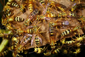 Image of Tropical wasp nest
