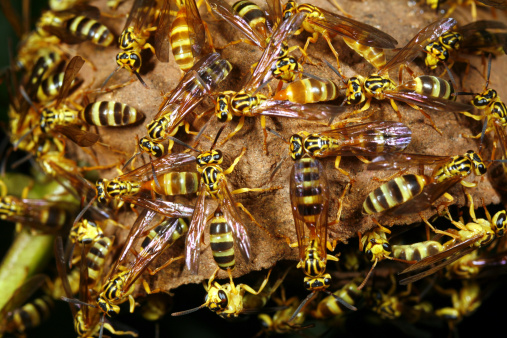 Image of Tropical wasp nest