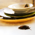 Image of roaches