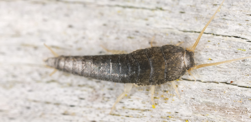 Download Silverfish | Ross Pest Control & Mold Removal