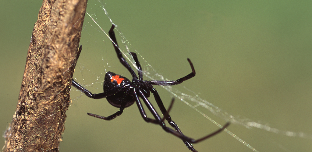 Guardian Spider Control