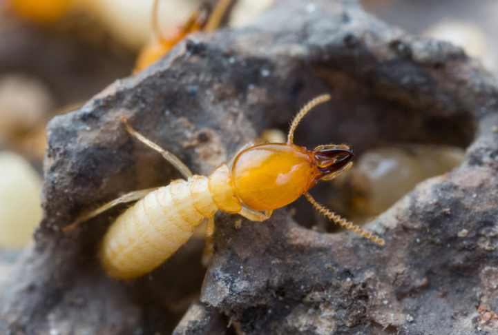 Best Termite Control