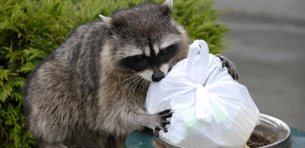 Wildlife Removal San Diego