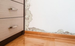 Black Mold Problem Remediation