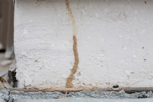 Termite Infestation Signs