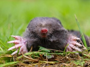 mole pest control