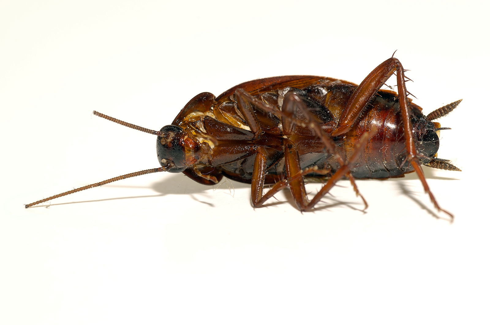 Where Do Cockroaches Come from? How to Prevent & Get Rid of Roaches in