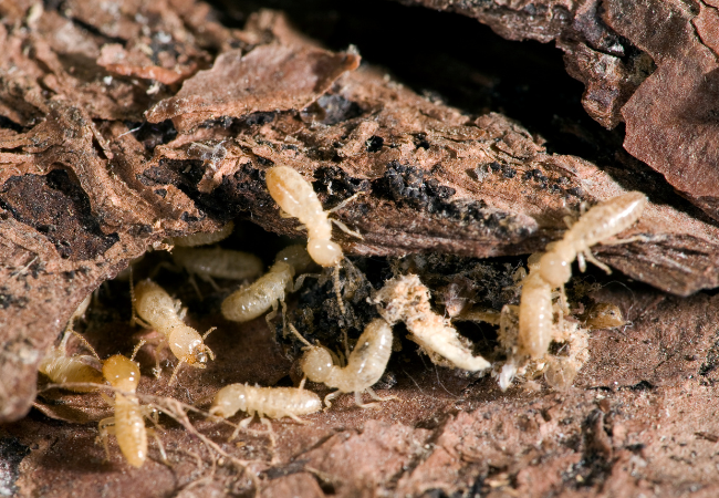 Post banner banner_img_url